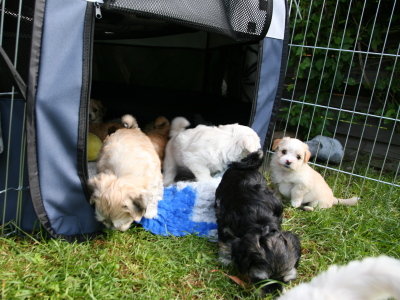 Bichon Havanais hvalpe hos Kennel Miki Nanoq
